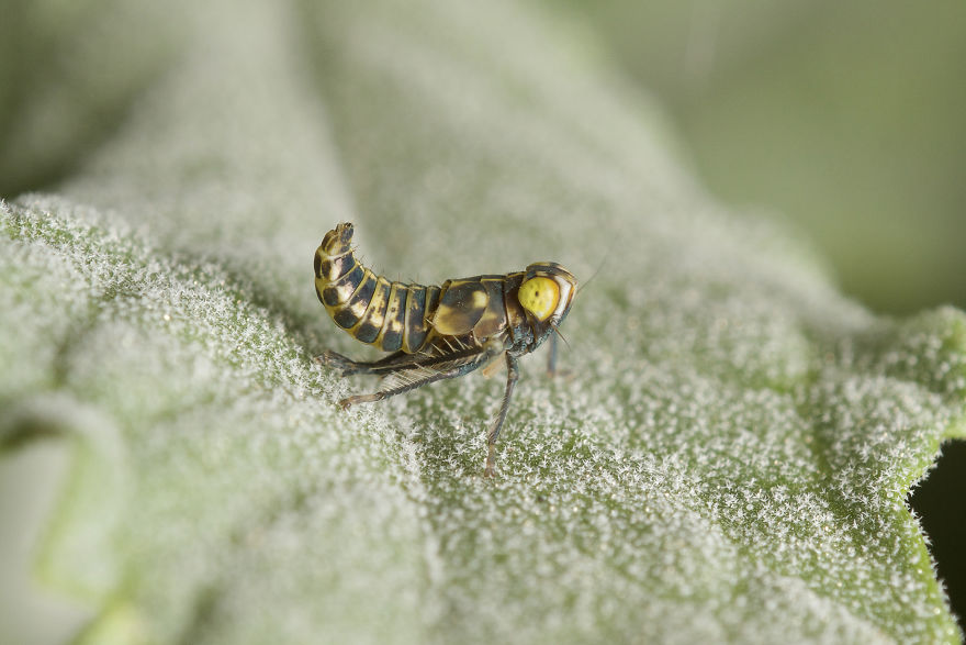 I Spent All Summer Photographing The Diversity Of Bugs In My Hometown