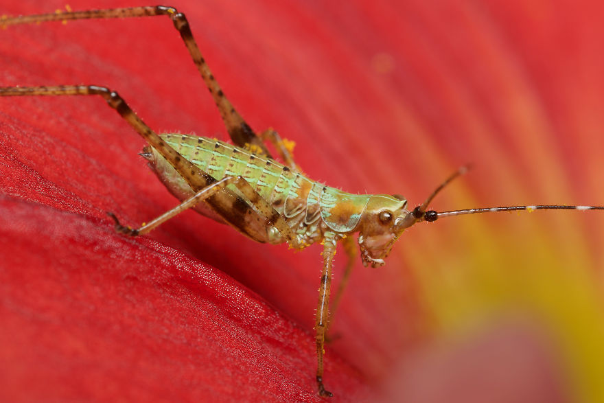 I Spent All Summer Photographing The Diversity Of Bugs In My Hometown