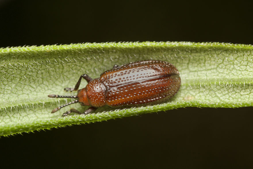 I Spent All Summer Photographing The Diversity Of Bugs In My Hometown
