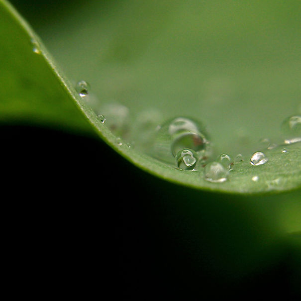 This Hack Lets You Take Amazing Macro Photos With Any Smartphone This Hack Lets You Take Amazing Macro Photos With Any Smartphone