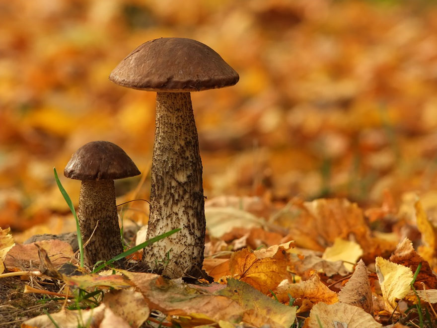 A Magical World Of Mushrooms By Vyacheslav Mishchenko