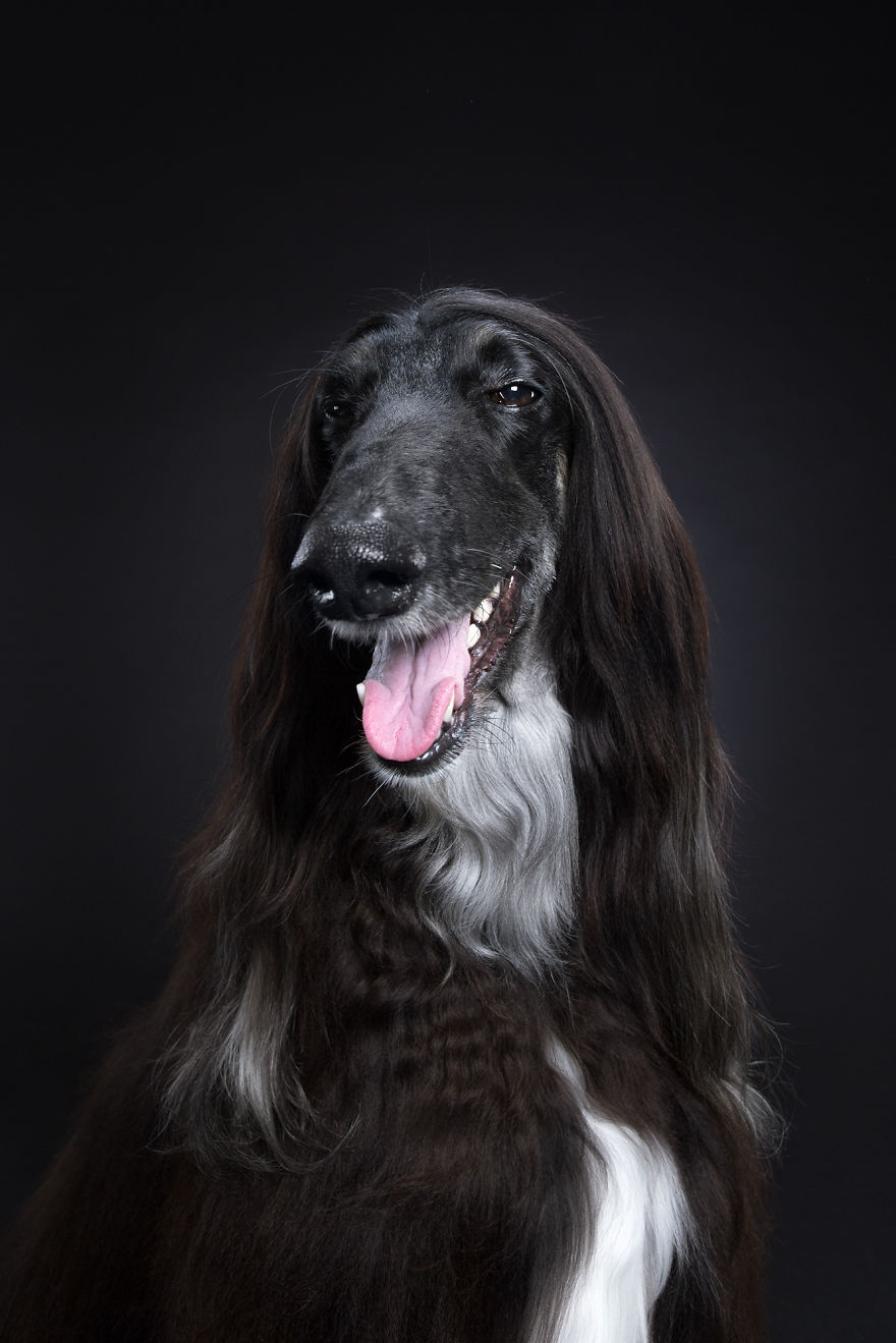 We Proved That Every Dog Has Its Own Human-Like Personality Through Funny Portraits We Proved That Every Dog Has Its Own Human-Like Personality Through Funny Portraits