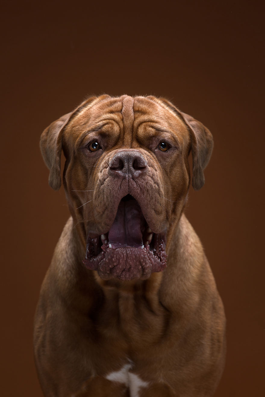 We Proved That Every Dog Has Its Own Human-Like Personality Through Funny Portraits We Proved That Every Dog Has Its Own Human-Like Personality Through Funny Portraits