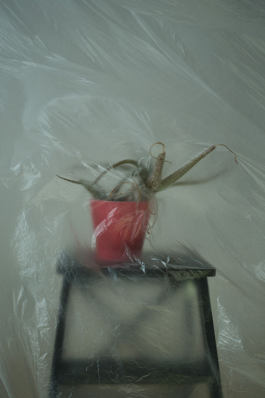 I Search For Beauty In My Own Home I Search For Beauty In My Own Home