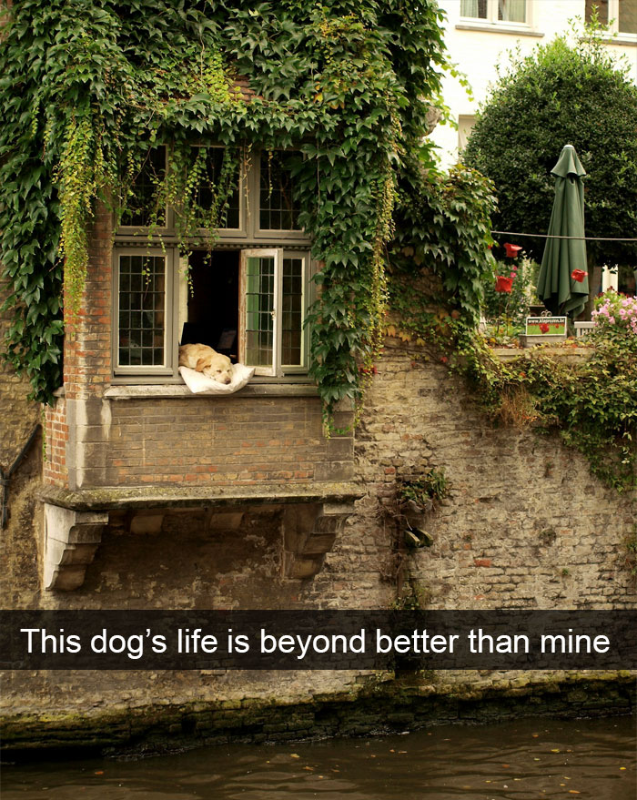 72 Spoiled Dogs That Live Better Than You Ever Will 72 Spoiled Dogs That Live Better Than You Ever Will