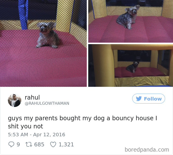 72 Spoiled Dogs That Live Better Than You Ever Will 72 Spoiled Dogs That Live Better Than You Ever Will