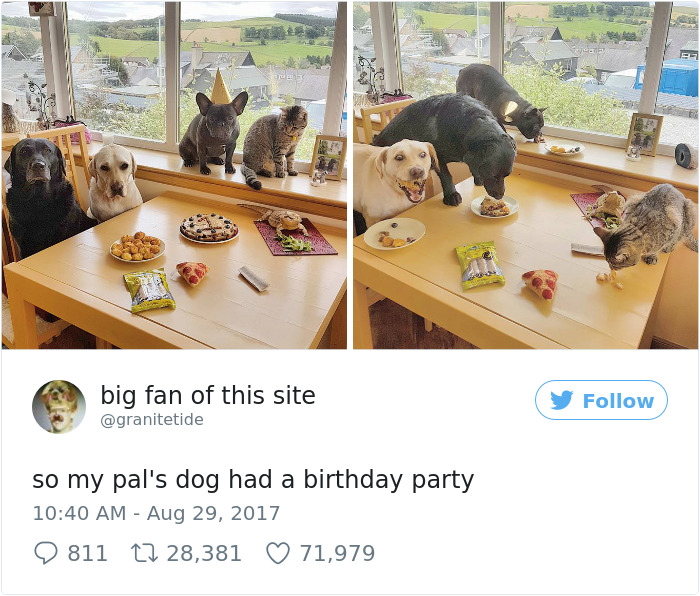 72 Spoiled Dogs That Live Better Than You Ever Will 72 Spoiled Dogs That Live Better Than You Ever Will