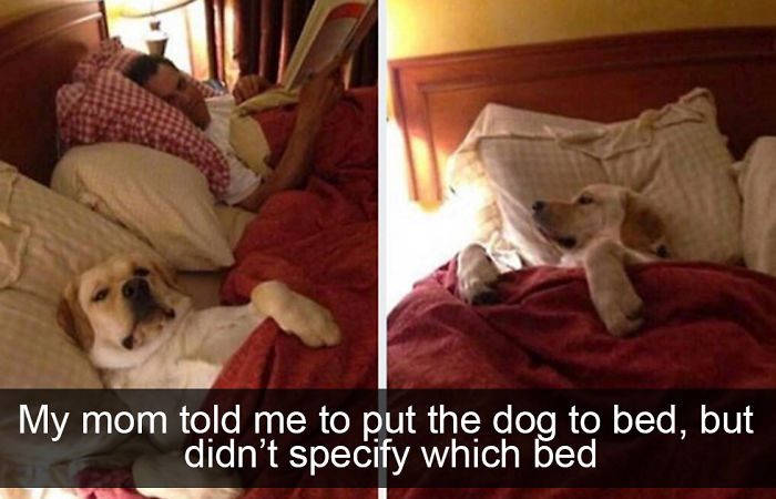 72 Spoiled Dogs That Live Better Than You Ever Will 72 Spoiled Dogs That Live Better Than You Ever Will