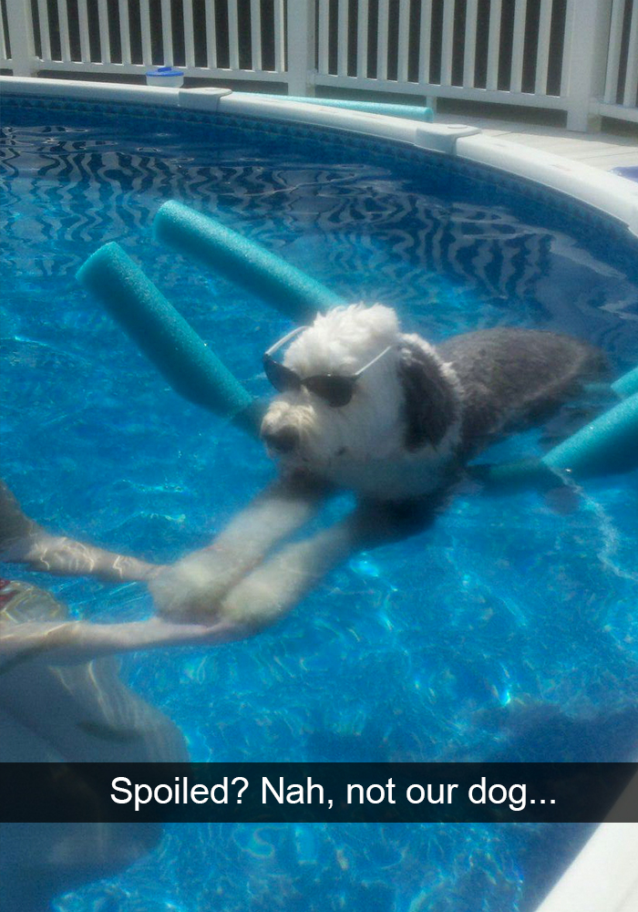 72 Spoiled Dogs That Live Better Than You Ever Will 72 Spoiled Dogs That Live Better Than You Ever Will