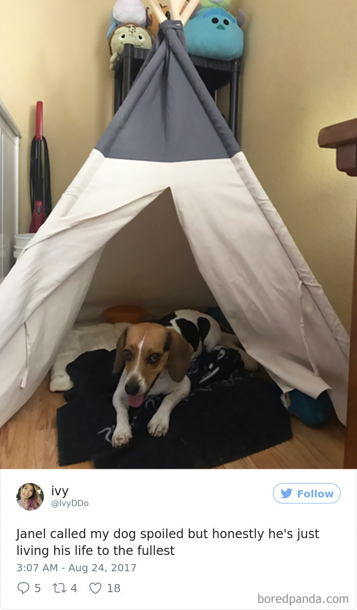 72 Spoiled Dogs That Live Better Than You Ever Will 72 Spoiled Dogs That Live Better Than You Ever Will