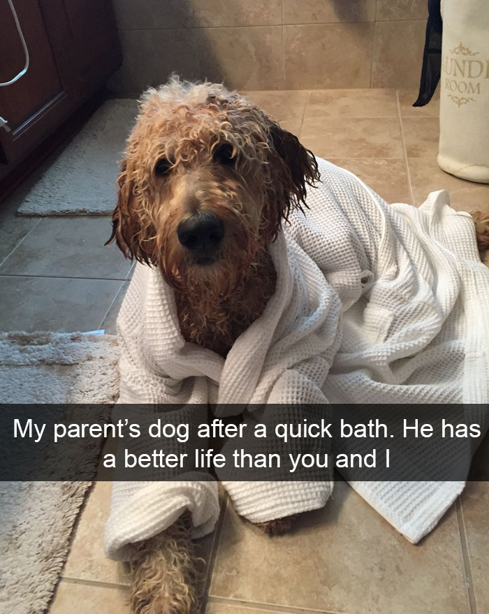 72 Spoiled Dogs That Live Better Than You Ever Will 72 Spoiled Dogs That Live Better Than You Ever Will