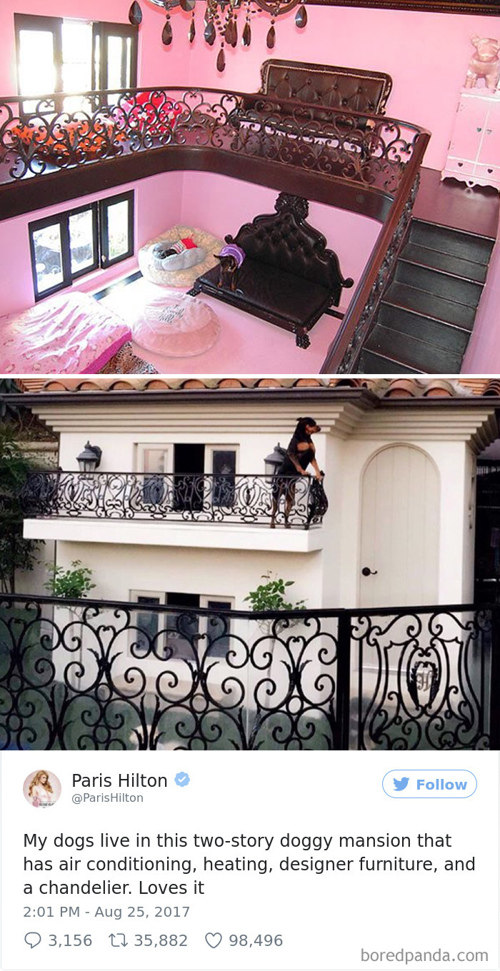 72 Spoiled Dogs That Live Better Than You Ever Will 72 Spoiled Dogs That Live Better Than You Ever Will