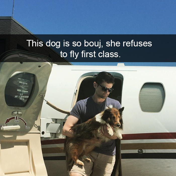 72 Spoiled Dogs That Live Better Than You Ever Will 72 Spoiled Dogs That Live Better Than You Ever Will