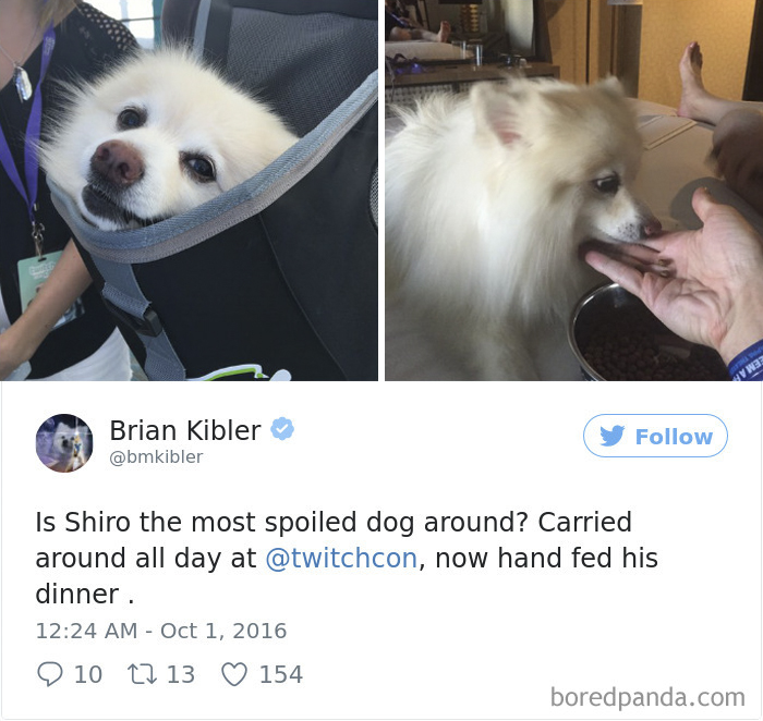 72 Spoiled Dogs That Live Better Than You Ever Will 72 Spoiled Dogs That Live Better Than You Ever Will