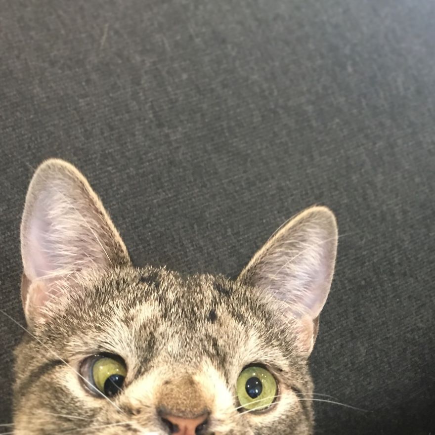 Meet The Cat With An Extra Chromosome Put On Death Row Because She Looked A Little Different