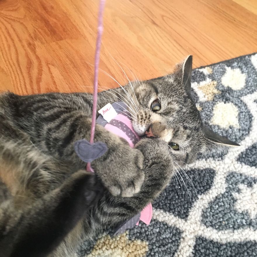 Meet The Cat With An Extra Chromosome Put On Death Row Because She Looked A Little Different