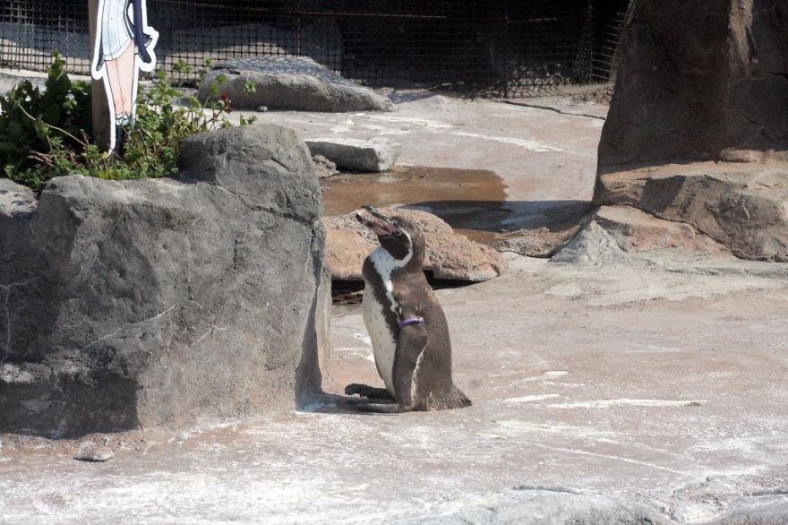 Penguin Abandoned By His Girlfriend Falls In Love With A Cardboard And The Internet Gets Excited Penguin Abandoned By His Girlfriend Falls In Love With A Cardboard And The Internet Gets Excited