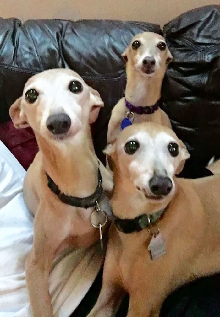 30 People Living With More Than 3 Pets Reveal What It’s Like, And It’s Hilarious 30 People Living With More Than 3 Pets Reveal What It’s Like, And It’s Hilarious