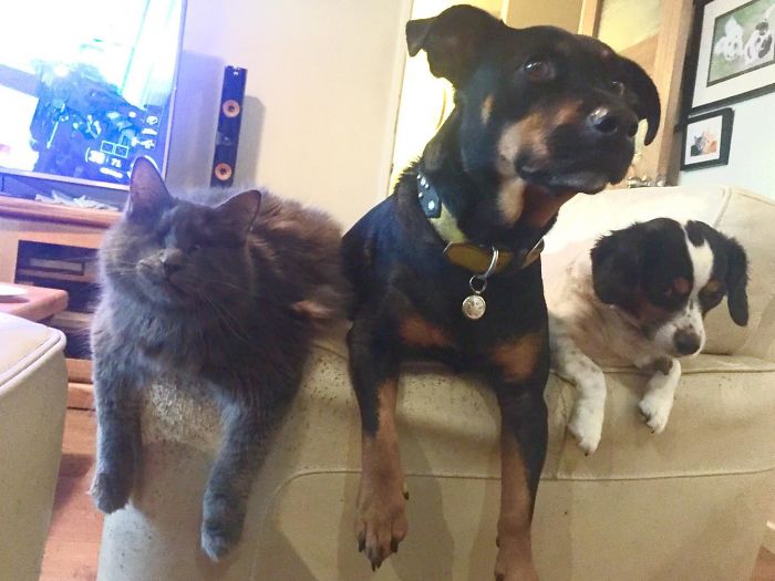 30 People Living With More Than 3 Pets Reveal What It’s Like, And It’s Hilarious 30 People Living With More Than 3 Pets Reveal What It’s Like, And It’s Hilarious