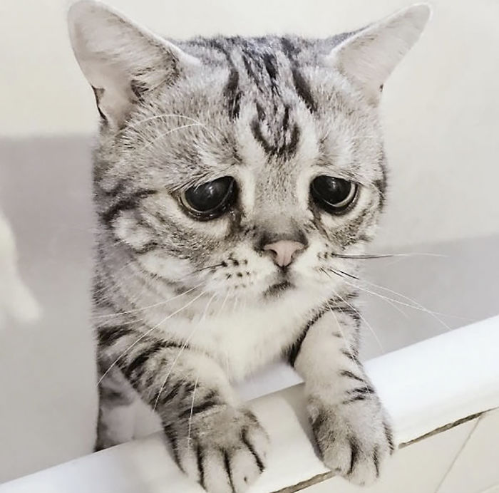 Meet Luhu, The Saddest Cat In The World Whose Photos Will Break Your Heart Meet Luhu, The Saddest Cat In The World Whose Photos Will Break Your Heart