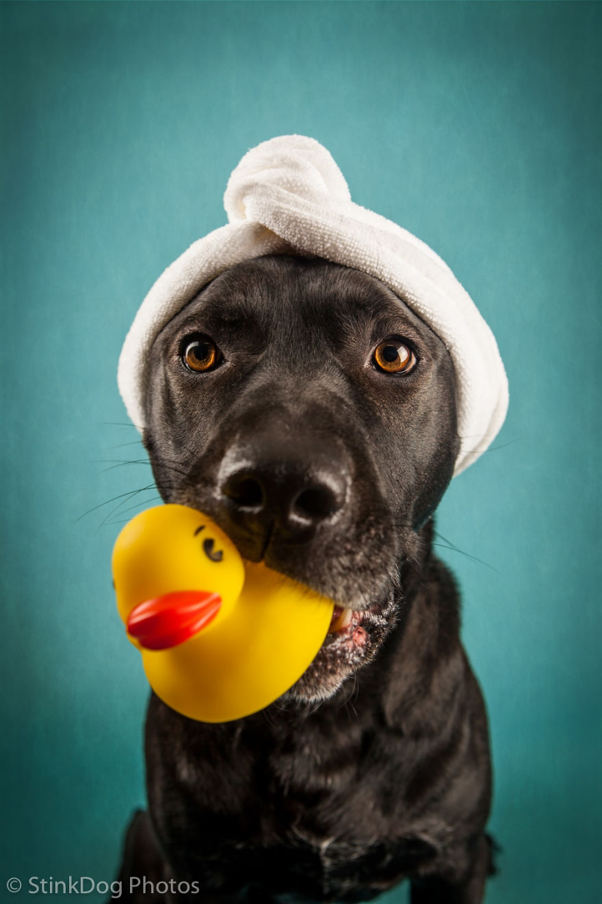 I Was Told To Watch Out For This Dog When I Was Photographing Him At A Rescue. Instead I Adopted Him I Was Told To Watch Out For This Dog When I Was Photographing Him At A Rescue. Instead I Adopted Him