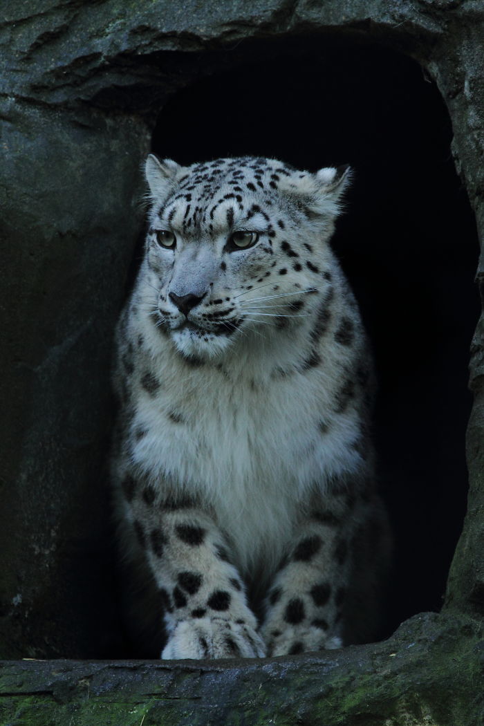 35 Adorable Snow Leopard Photos To Celebrate The Fact That They’re No Longer ‘Endangered’