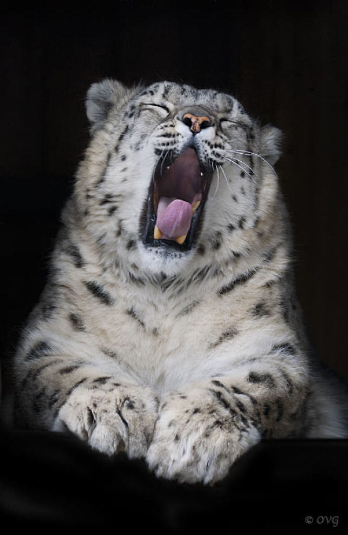 35 Adorable Snow Leopard Photos To Celebrate The Fact That They’re No Longer ‘Endangered’