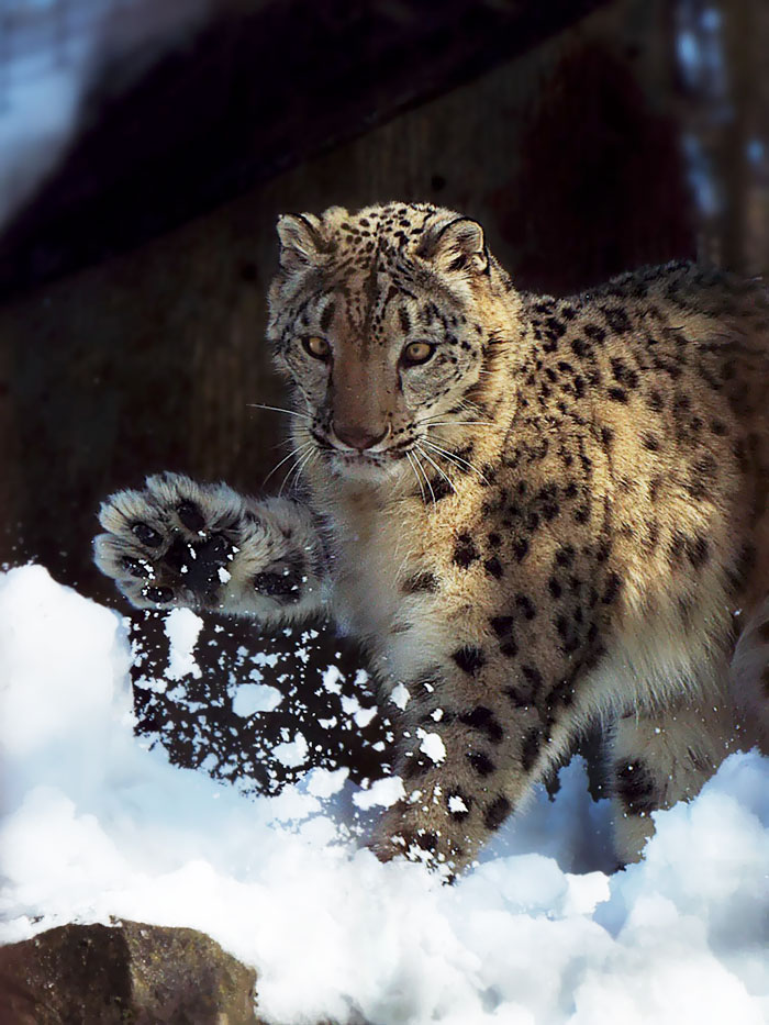 35 Adorable Snow Leopard Photos To Celebrate The Fact That They’re No Longer ‘Endangered’