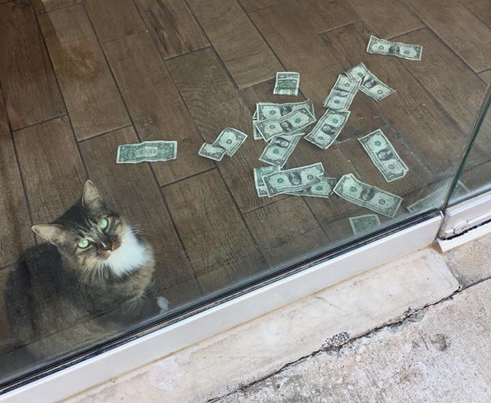 This Rescue Cat Is Stealing Money From Strangers And It All Goes To Homeless This Rescue Cat Is Stealing Money From Strangers And It All Goes To Homeless