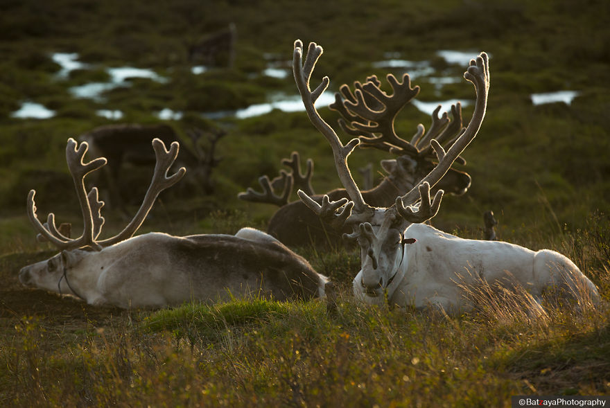 I Took Photos Of Adorable Kids With Their Reindeer In The Remote Taiga Mountains Of Mongolia I Took Photos Of Adorable Kids With Their Reindeer In The Remote Taiga Mountains Of Mongolia