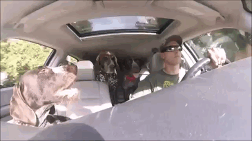 Pack Of Dogs Freak Out When They Realize Where Their Human Is Driving Them Pack Of Dogs Freak Out When They Realize Where Their Human Is Driving Them