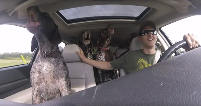 Pack Of Dogs Freak Out When They Realize Where Their Human Is Driving Them Pack Of Dogs Freak Out When They Realize Where Their Human Is Driving Them