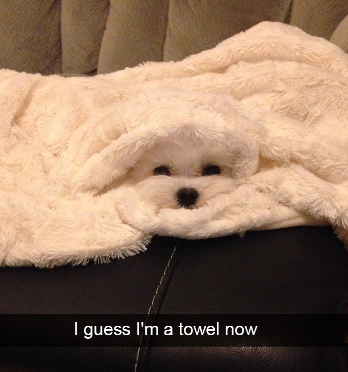 228 Funny And Cute Dog Snapchats That Will Make Your Day (New Pics) 228 Funny And Cute Dog Snapchats That Will Make Your Day (New Pics)