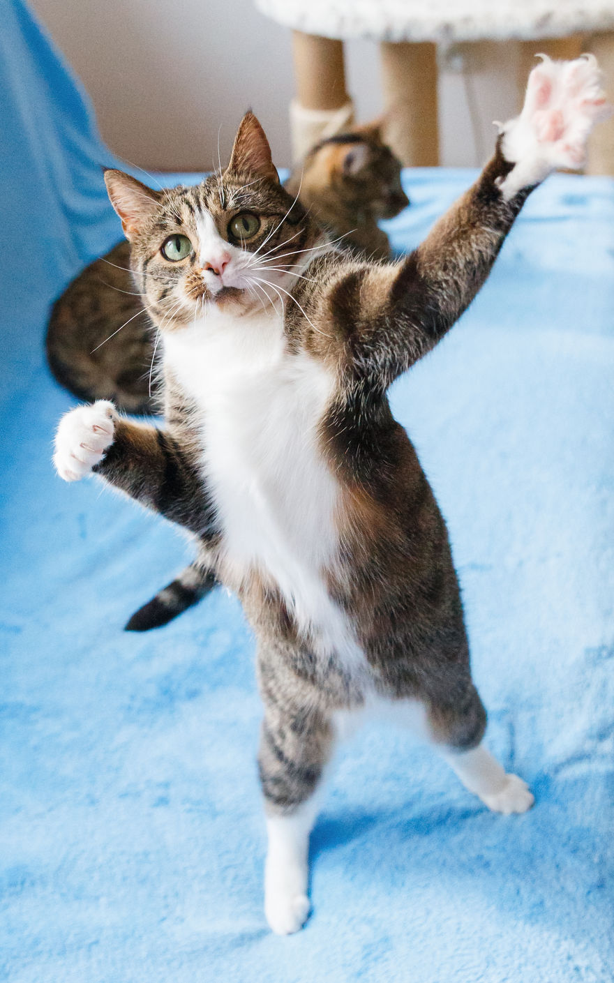 My Favourite Photos With Bobo And Nikita Cats Which I Took In Last Two Years My Favourite Photos With Bobo And Nikita Cats Which I Took In Last Two Years