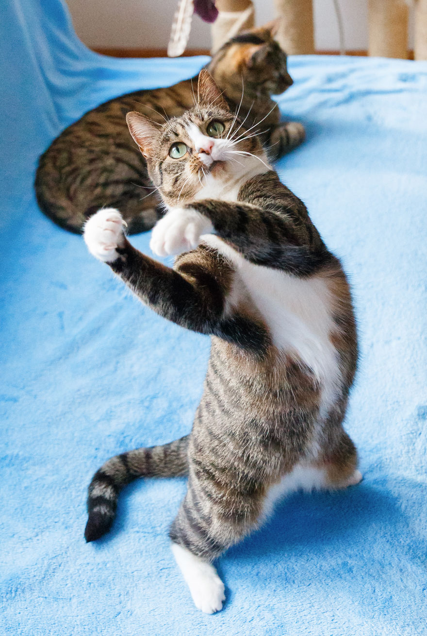 My Favourite Photos With Bobo And Nikita Cats Which I Took In Last Two Years My Favourite Photos With Bobo And Nikita Cats Which I Took In Last Two Years