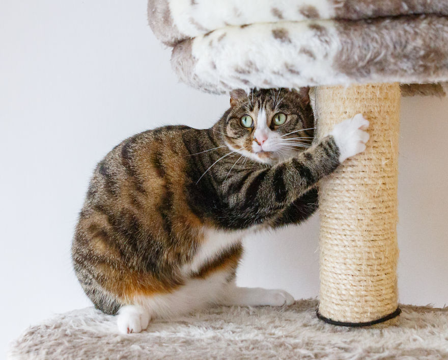 My Favourite Photos With Bobo And Nikita Cats Which I Took In Last Two Years My Favourite Photos With Bobo And Nikita Cats Which I Took In Last Two Years