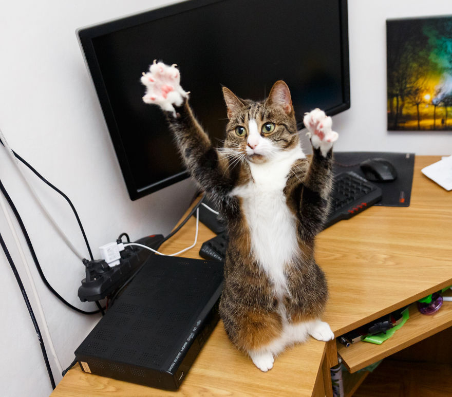 My Favourite Photos With Bobo And Nikita Cats Which I Took In Last Two Years My Favourite Photos With Bobo And Nikita Cats Which I Took In Last Two Years