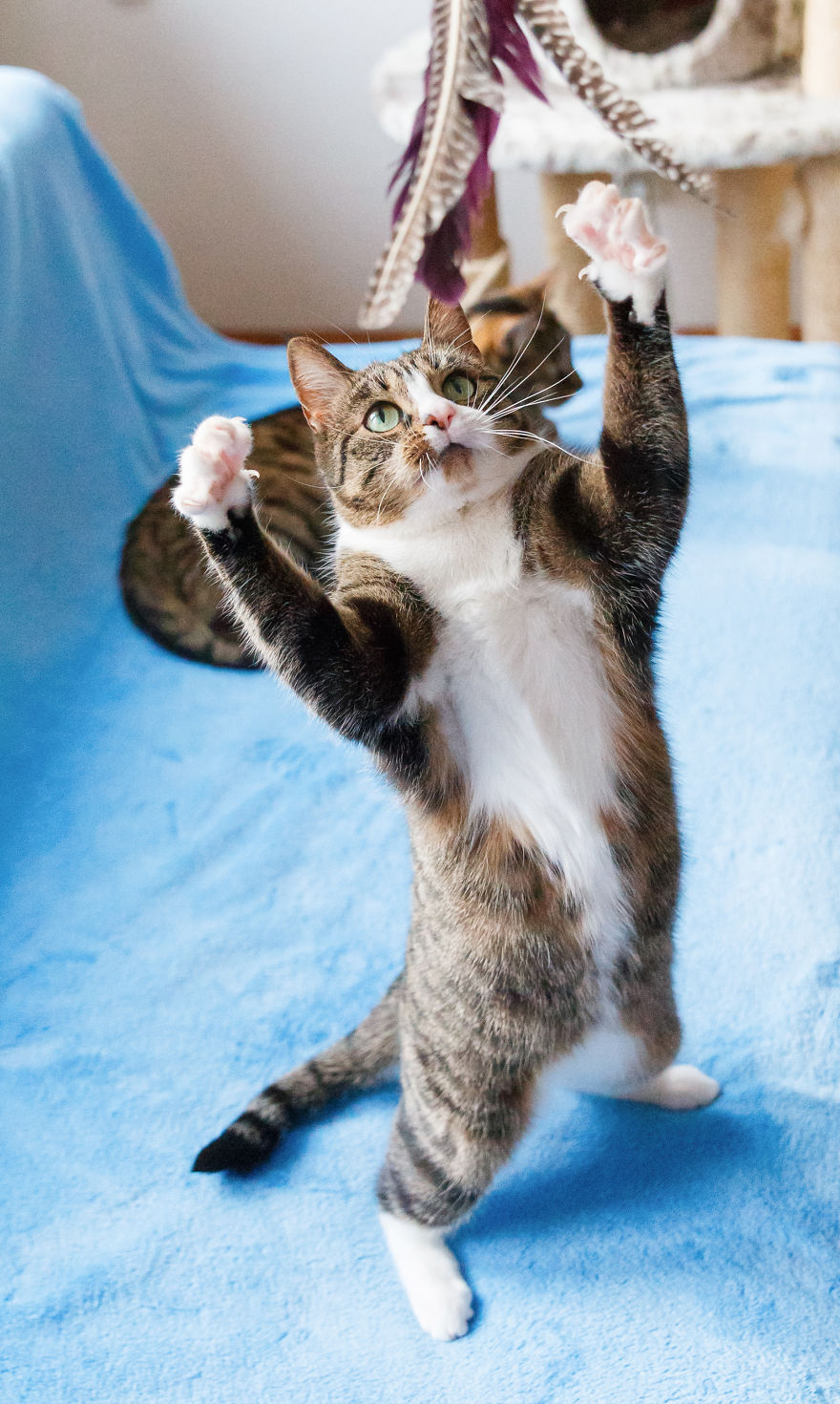 My Favourite Photos With Bobo And Nikita Cats Which I Took In Last Two Years My Favourite Photos With Bobo And Nikita Cats Which I Took In Last Two Years