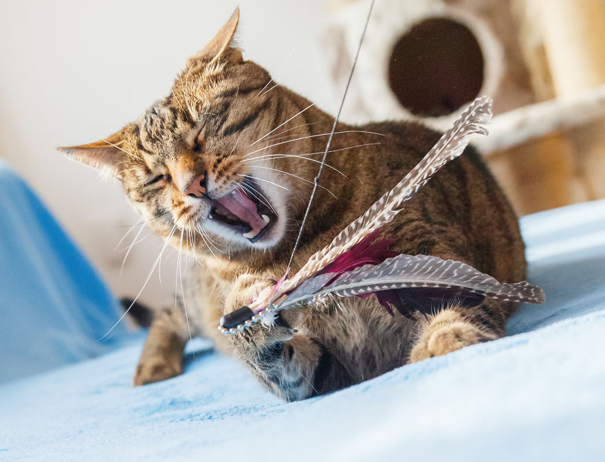 My Favourite Photos With Bobo And Nikita Cats Which I Took In Last Two Years My Favourite Photos With Bobo And Nikita Cats Which I Took In Last Two Years