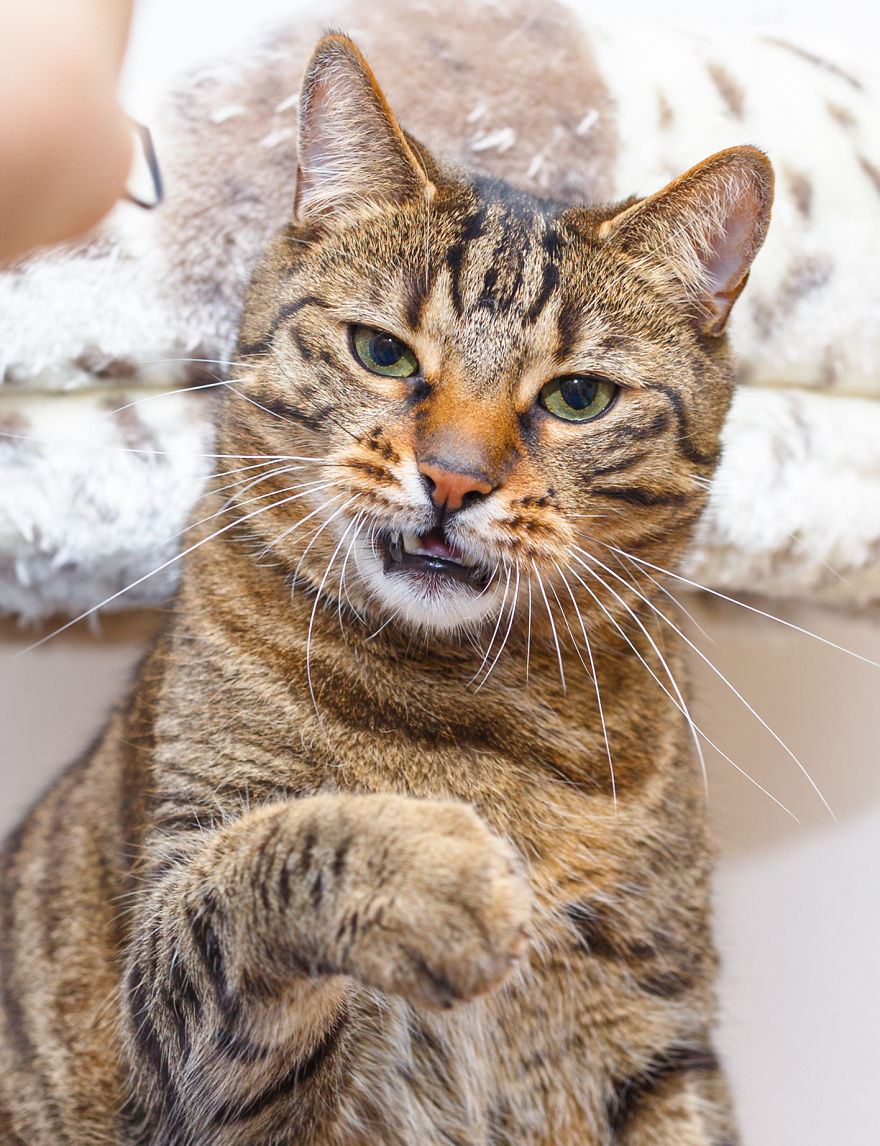 My Favourite Photos With Bobo And Nikita Cats Which I Took In Last Two Years My Favourite Photos With Bobo And Nikita Cats Which I Took In Last Two Years