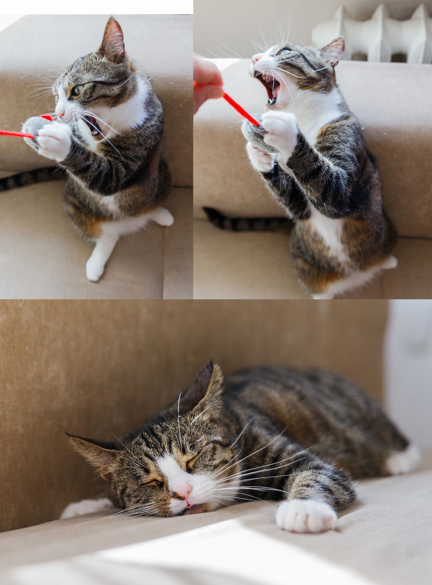 My Favourite Photos With Bobo And Nikita Cats Which I Took In Last Two Years My Favourite Photos With Bobo And Nikita Cats Which I Took In Last Two Years