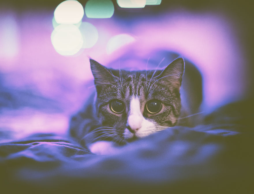 My Favourite Photos With Bobo And Nikita Cats Which I Took In Last Two Years My Favourite Photos With Bobo And Nikita Cats Which I Took In Last Two Years