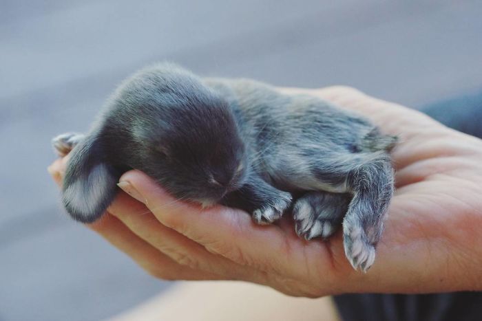 93 Handfulls Of Cute Baby Bunnies That Will Melt Your Heart 93 Handfulls Of Cute Baby Bunnies That Will Melt Your Heart