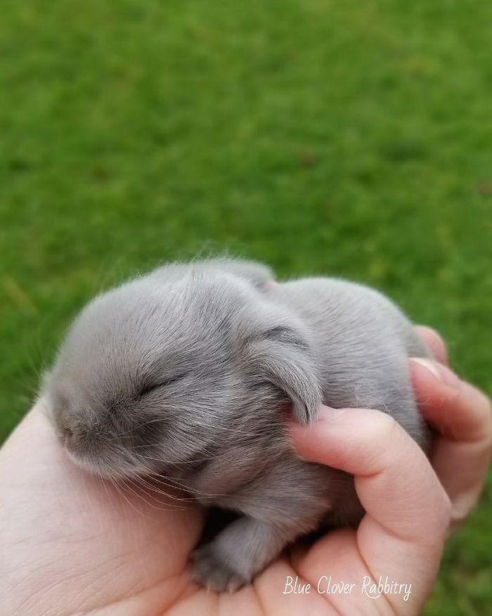 93 Handfulls Of Cute Baby Bunnies That Will Melt Your Heart 93 Handfulls Of Cute Baby Bunnies That Will Melt Your Heart