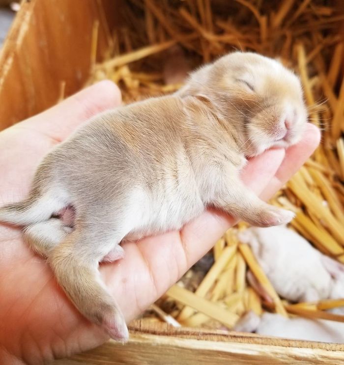 93 Handfulls Of Cute Baby Bunnies That Will Melt Your Heart 93 Handfulls Of Cute Baby Bunnies That Will Melt Your Heart