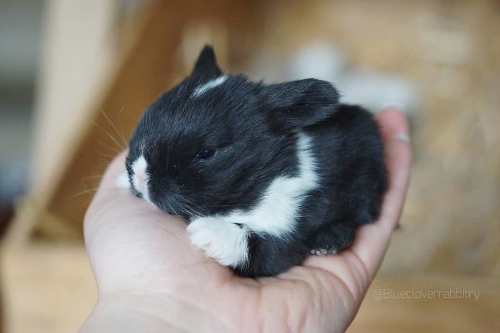 93 Handfulls Of Cute Baby Bunnies That Will Melt Your Heart 93 Handfulls Of Cute Baby Bunnies That Will Melt Your Heart
