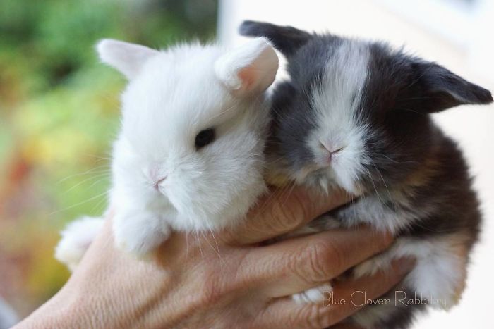 93 Handfulls Of Cute Baby Bunnies That Will Melt Your Heart 93 Handfulls Of Cute Baby Bunnies That Will Melt Your Heart