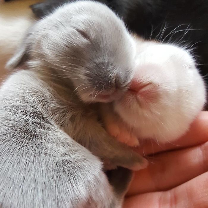 93 Handfulls Of Cute Baby Bunnies That Will Melt Your Heart 93 Handfulls Of Cute Baby Bunnies That Will Melt Your Heart