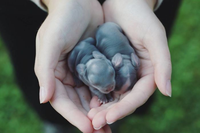 93 Handfulls Of Cute Baby Bunnies That Will Melt Your Heart 93 Handfulls Of Cute Baby Bunnies That Will Melt Your Heart