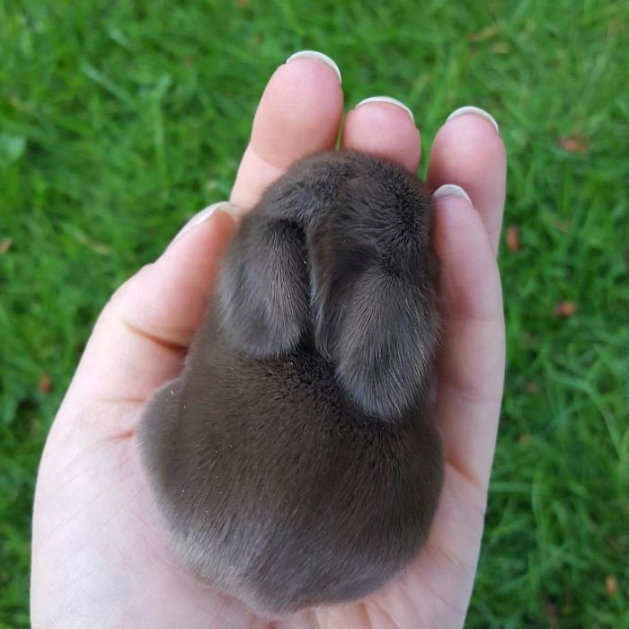 93 Handfulls Of Cute Baby Bunnies That Will Melt Your Heart 93 Handfulls Of Cute Baby Bunnies That Will Melt Your Heart